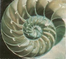 Nautilus 12kb