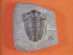 Trilobit 10kb